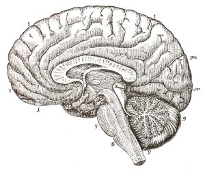 Hersenen
