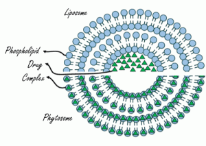 Phytosome-versus-liposome